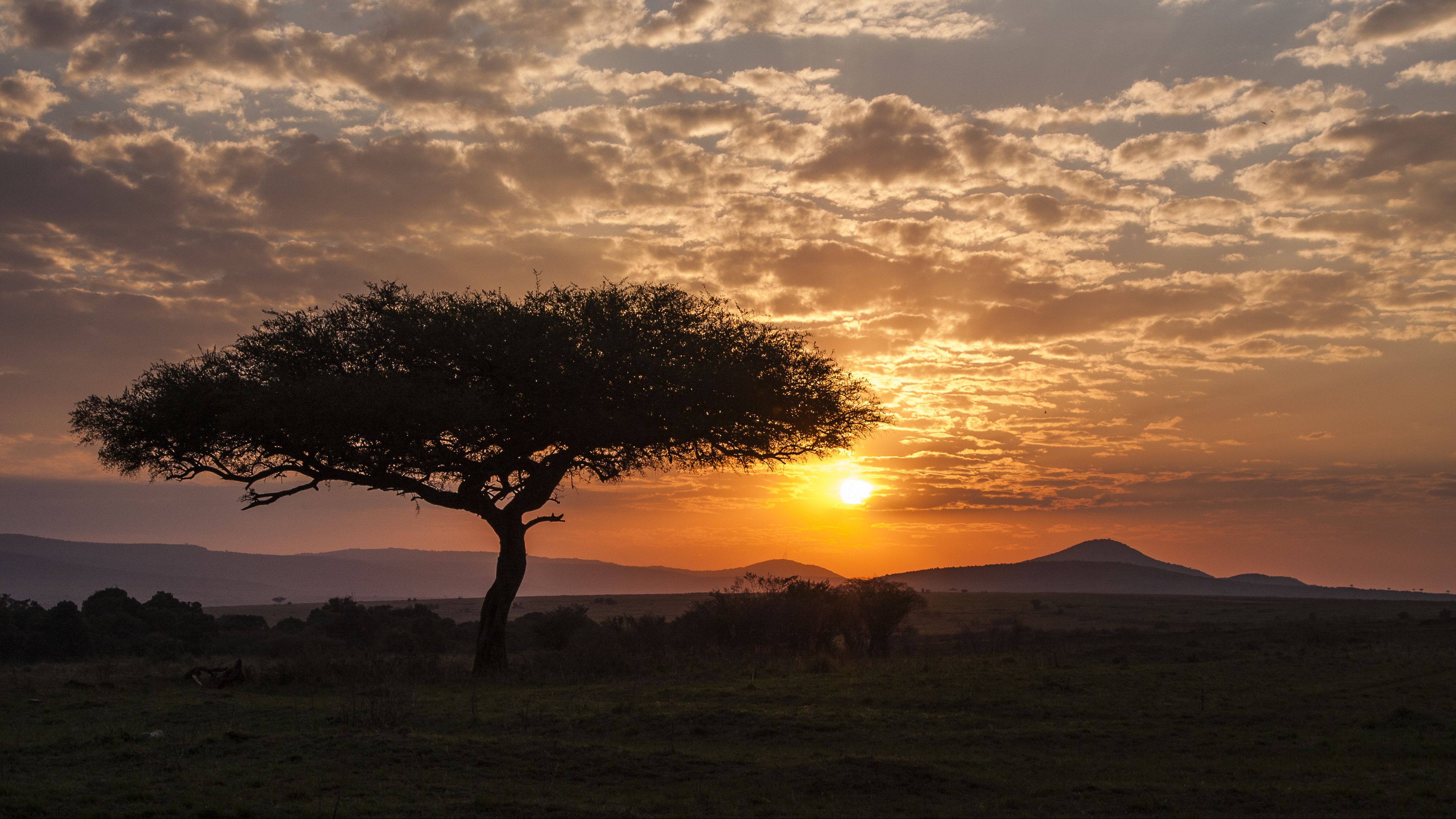 Savanna landscape at sunset